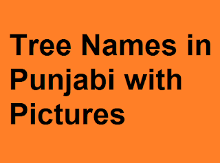 Tree Names in Punjabi with Pictures