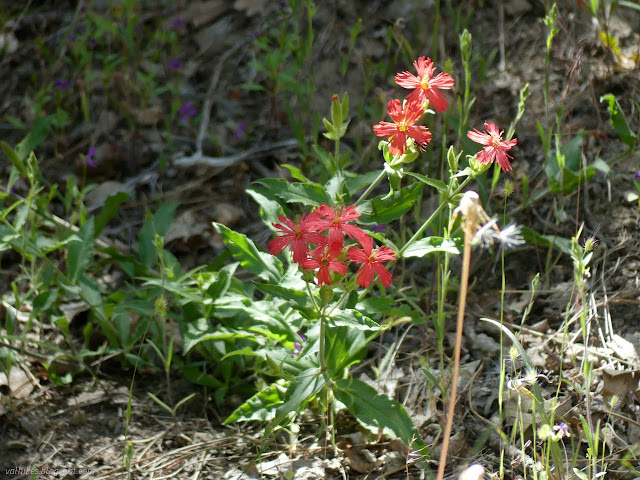 49: red flowers with long fringe