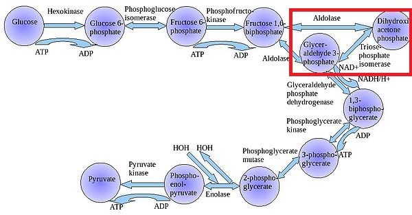 glycerol 3 phosphate. glyceraldehyde-3-phosphate