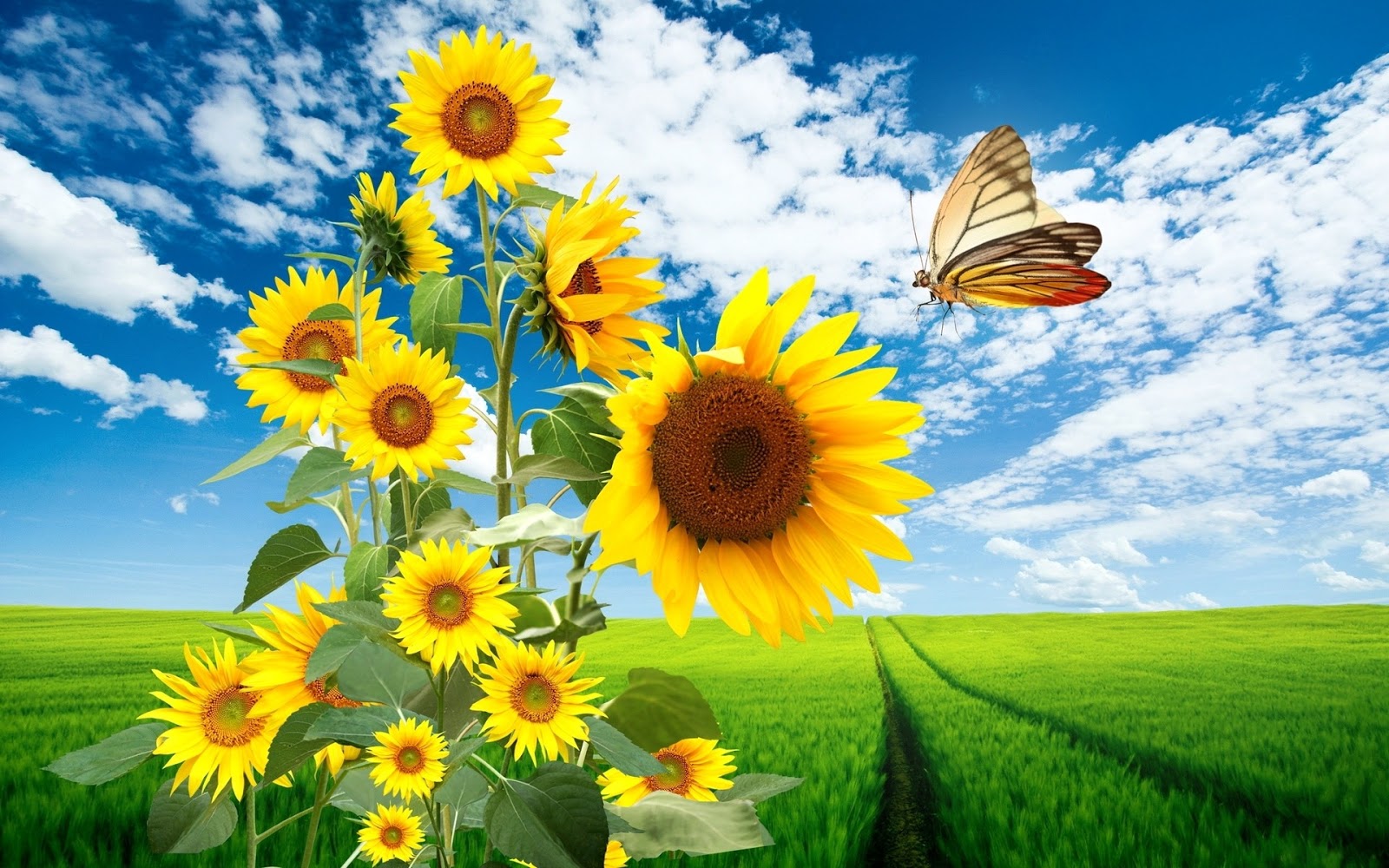  Wallpapers Sols Nature Sunflowers Hd Wallpapers 