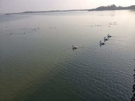 flamingo birds at rajkot