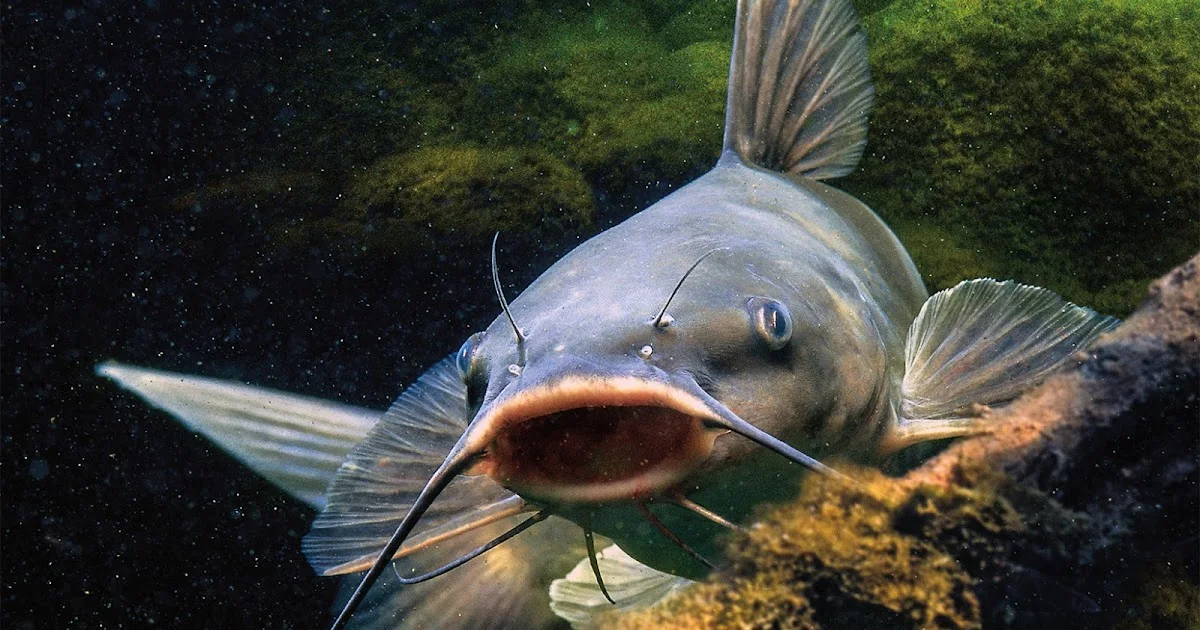 Menganl Jenis dan Habitat Ikan Rawa