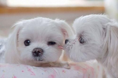 Cute Puppies HD Wallpaper Free Download