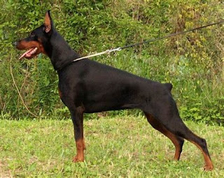 Top 10 dangerous dog breeds in world