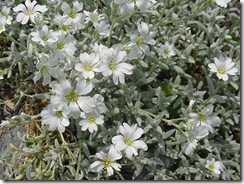 snow in summer plant1