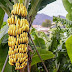  Savais-tu ⁉️ La banane est le quatrième produit agricole le plus populaire cultivé dans le monde. 🍌😆