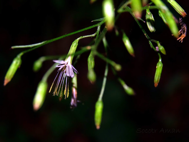 Prenanthes acerifolia