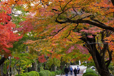 Arce Rojo Japonés