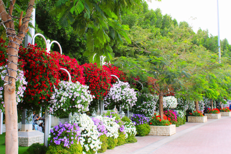 Floral Display in Dubai Miracle Garden