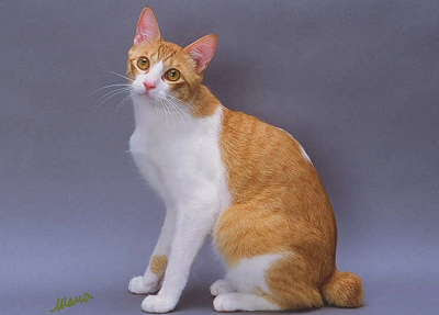 Japanese Bobtail Cat Gallery