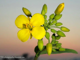 Canola flowers