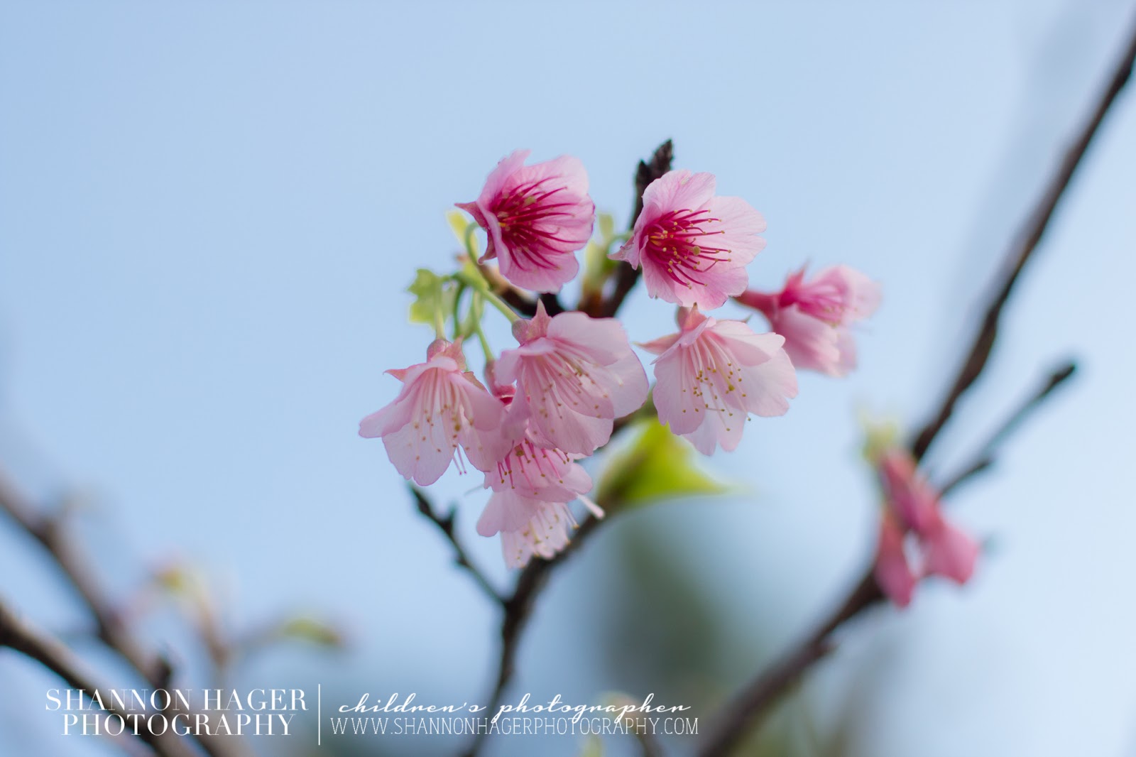 Cherry Blossom at Nakagusuku Castle by Shannon Hager Photography