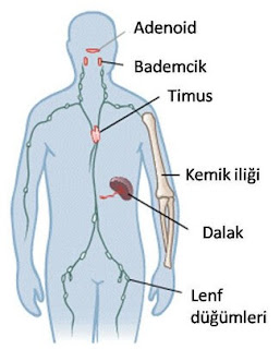 Bağışıklık sistemi doku ve organları
