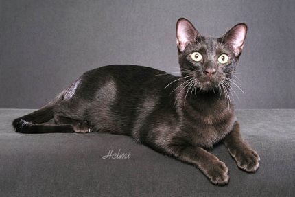 Cat Breeds, Funny Havana Brown Cat