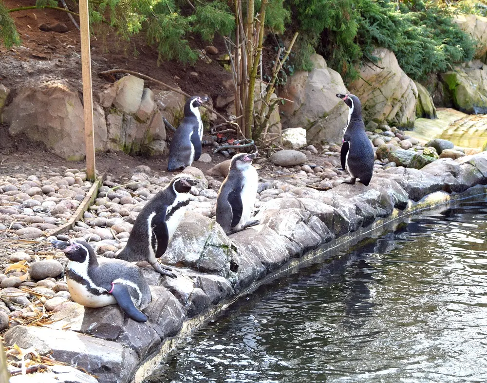 Twycross Zoo from 2018.