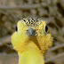 Chestnut-bellied Sandgrouse Close-up 