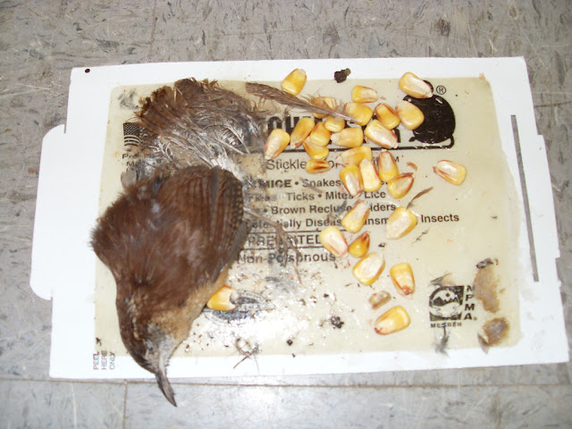 Bird Glue Trap