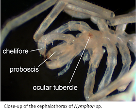 Close-up of the cephalothorax of Nymphon sp. Labels: chelifore, proboscis, ocular turercle