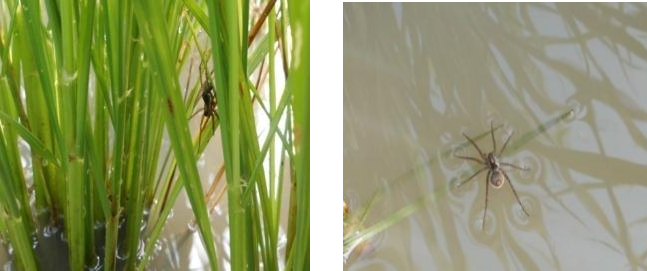 Contoh Laporan Demplot Padi Sawah - Hontoh