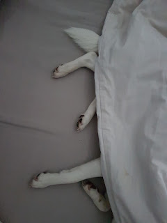 hond onder de dekens