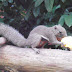 LAWATAN KE ZOO TAIPING