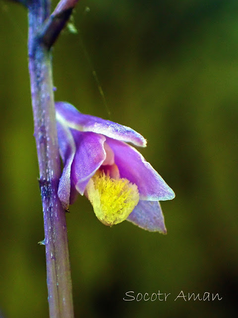 Lecanorchis japonica