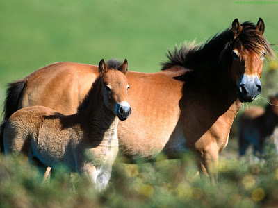 Horse Standard Resolution Wallpaper 44