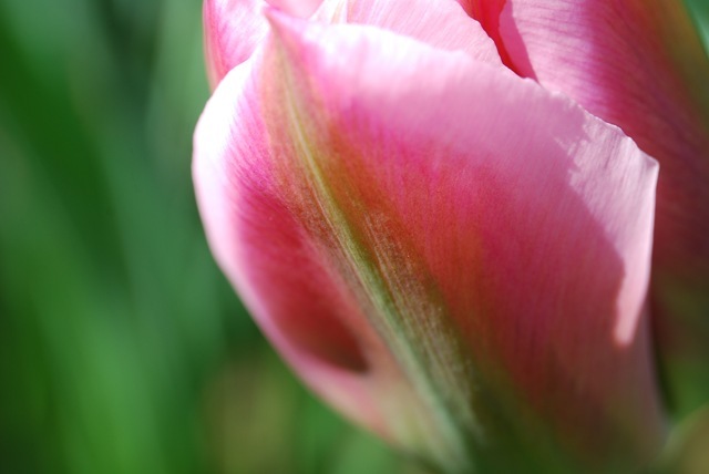 Tulip Christmas Exotic back of petal