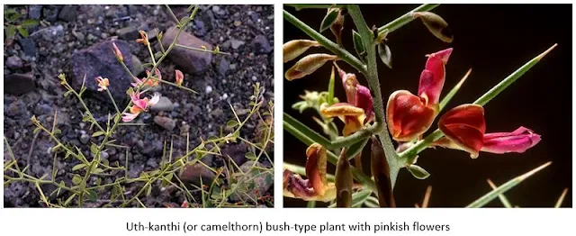 Uth-Kanthi (Alhagi Camelorum) with branches, thorns and pinkish flowers