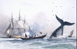 pêche chasse baleine