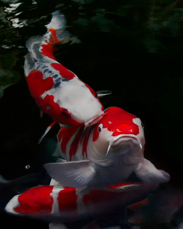 Koi Fish