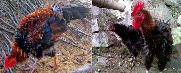 MACAM MACAM JENIS AYAM KAMPUNG BURAS Ilmu Ternak