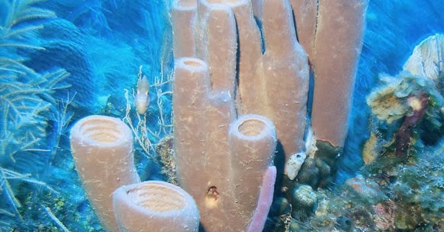  Ciri  Ciri  Umum Porifera  Spons Galeri Pustaka