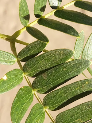 Timbó blanco (Pseudalbizzia inundata)