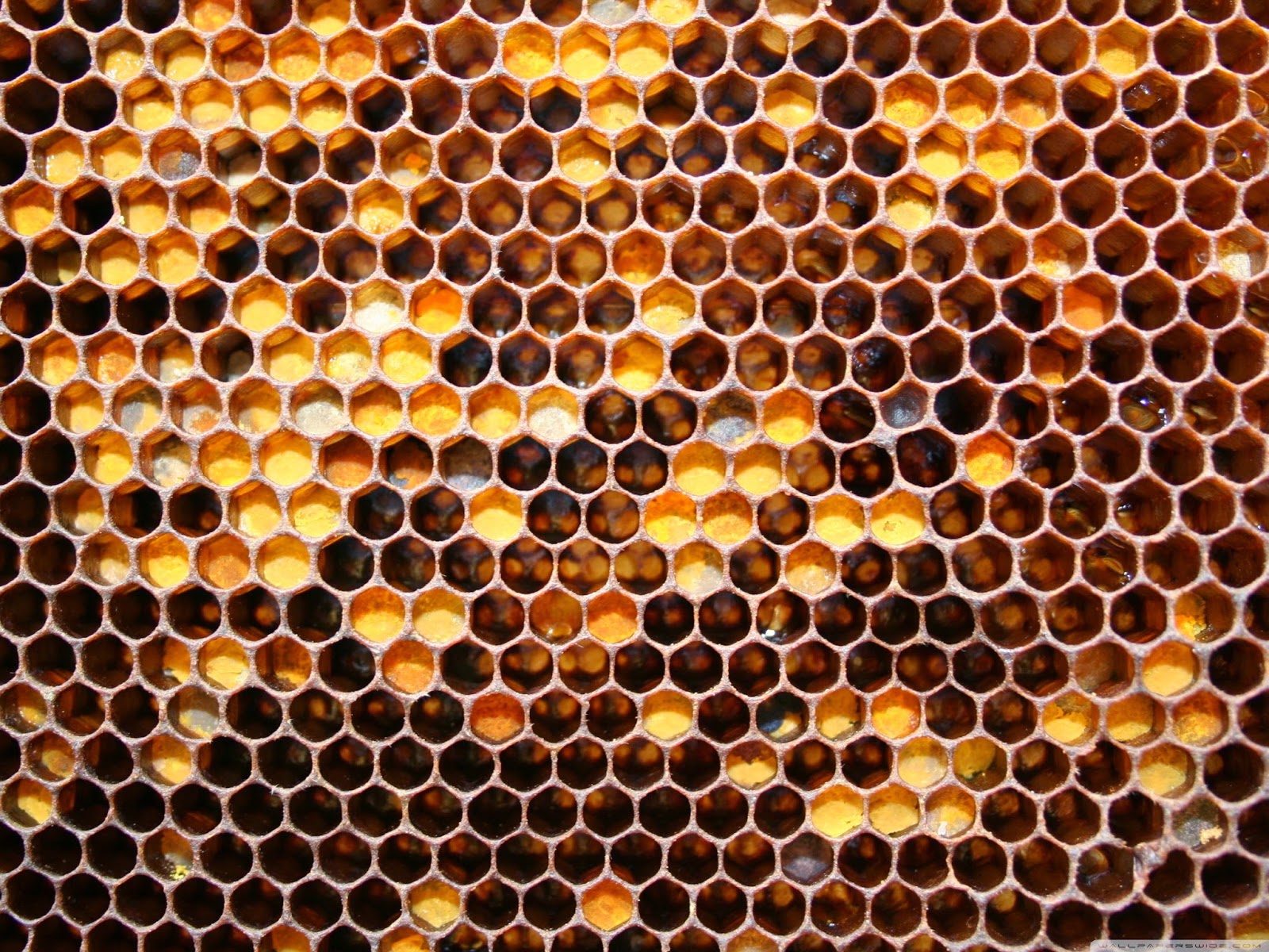 Honey Bees Honeycomb