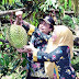 Agrowisata Di Lumajang