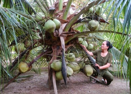 Cách trồng dừa xiêm lùn cho năng suất cao