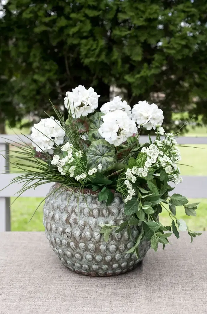 Container garden with white geraniums, grass, and queen anne's lace