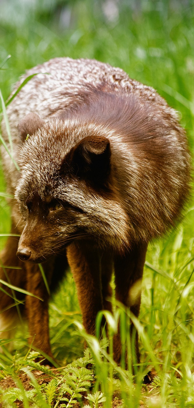 Picture of a Darwin's fox.