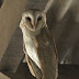 The Story of Barn Owl in Borneo