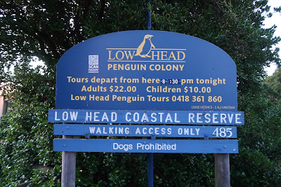 Low Head Penguin Tour 