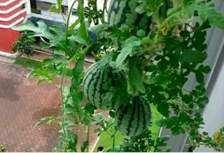 How to grow a watermelon at home in a container