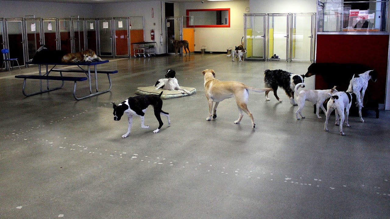 City Dog Daycare