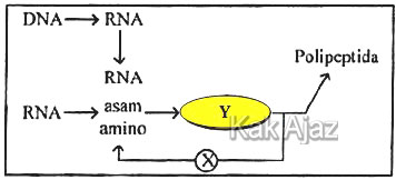 Diagram Sintesis Protein: transkripsi dan translasi, gambar soal Biologi SMA UN 2017