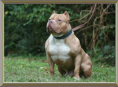 American Bully Is Peaceful Unless Provoked 