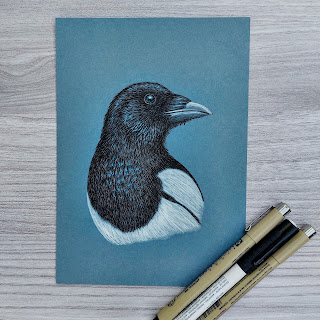 Magpie drawn in Faber Castell Pitt artist pens in black and white on blue paper