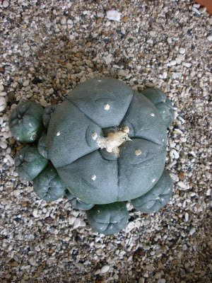 Home Entheogen Cultivation: Lophophora Williamsii var ...