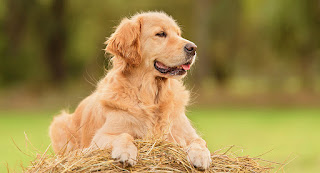 Love For Goldens - 5 Reasons It's Easy To Lose Your Heart To A Golden Retriever
