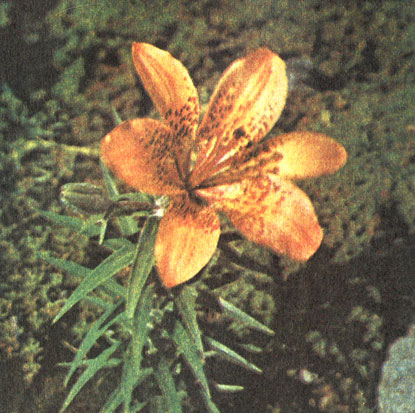 Лилия пенсильванская / Лилия даурская (Lilium pensylvanicum, =Lilium dauricum)