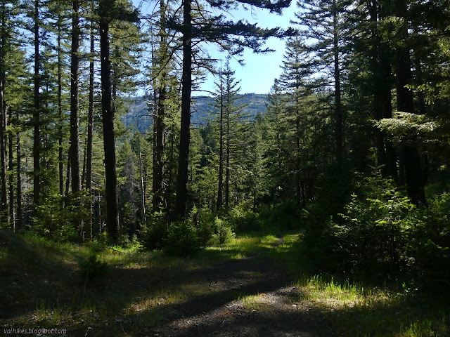 road through even greener trees